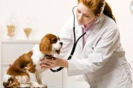 VCA Aacacia Animal Hospital